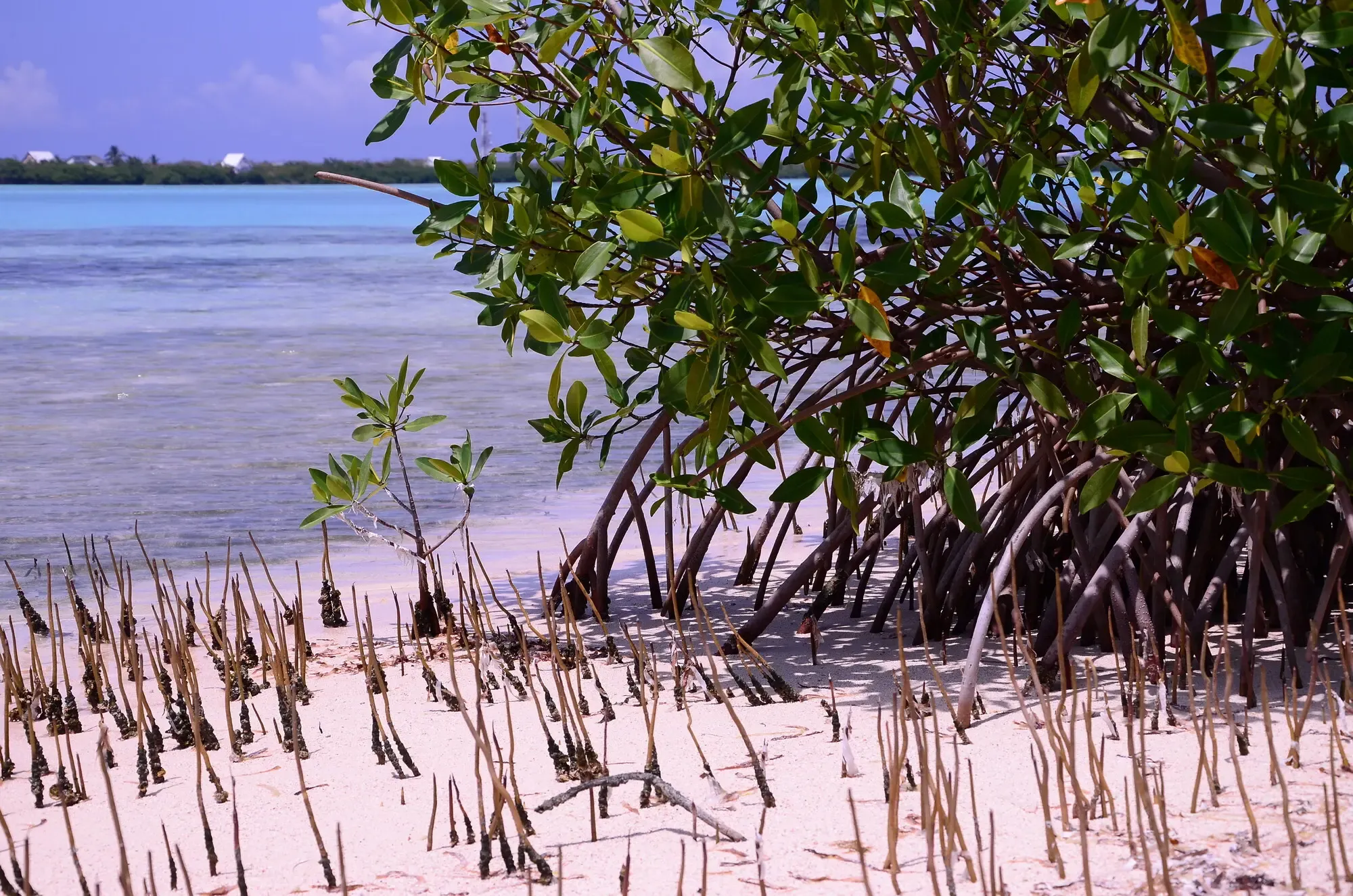 Cover image for home page.